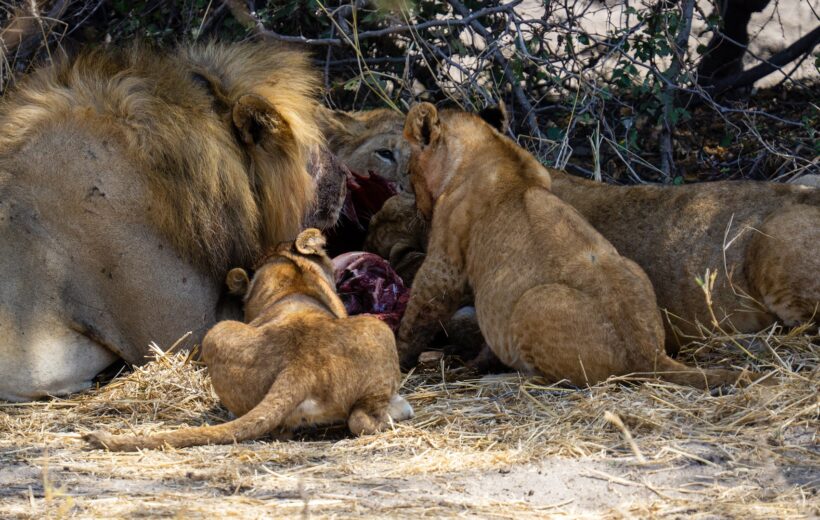 5-Day Living Among Lions Safari