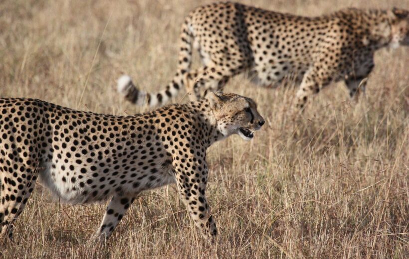 6-Day Private Guided Safari in Tanzania