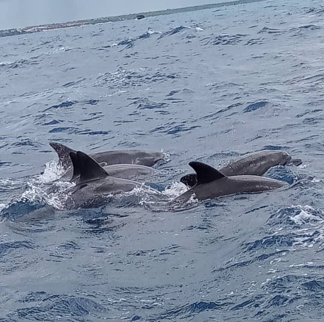 Dolphin Tour