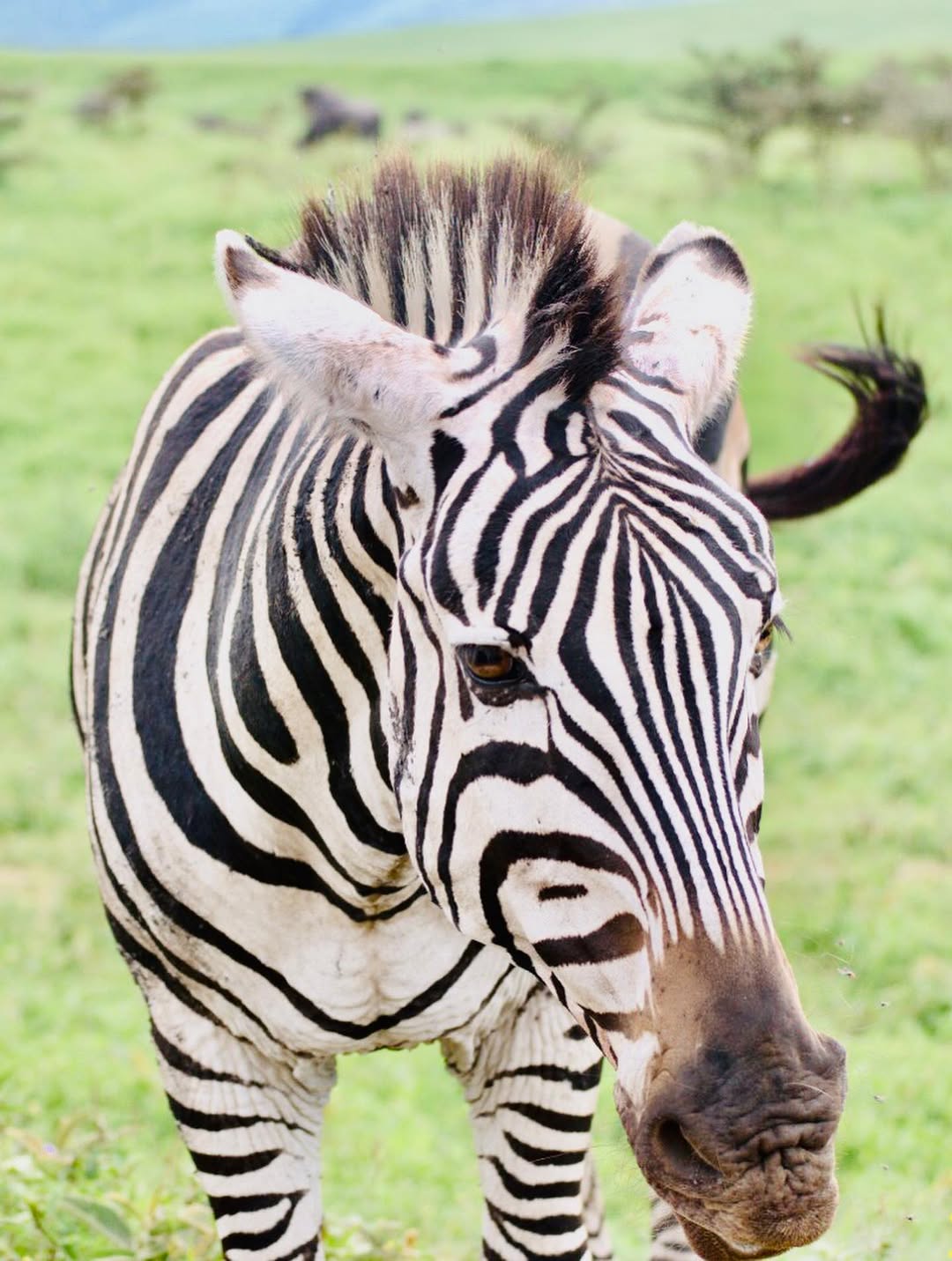 Mikumi National Park
