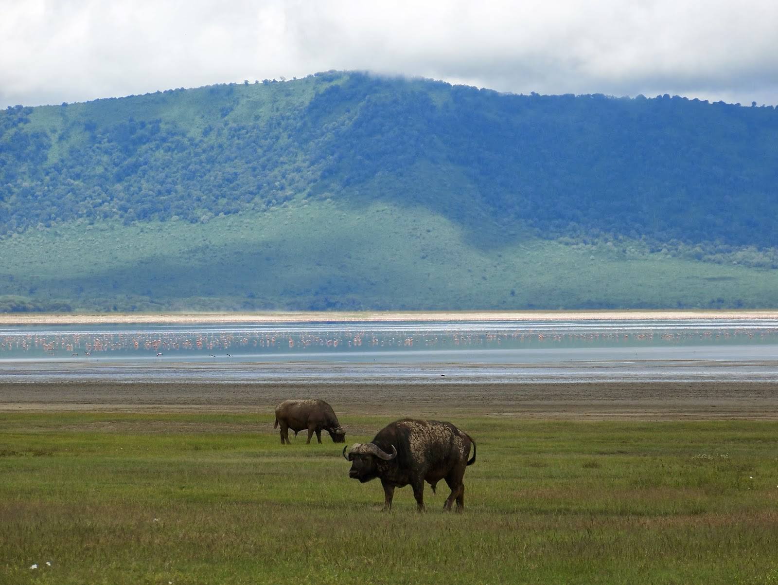 Ngorongoro Crater safari