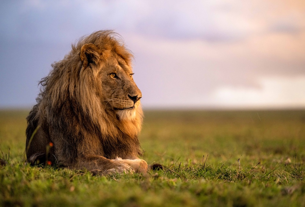 Serengeti National Park wildlife