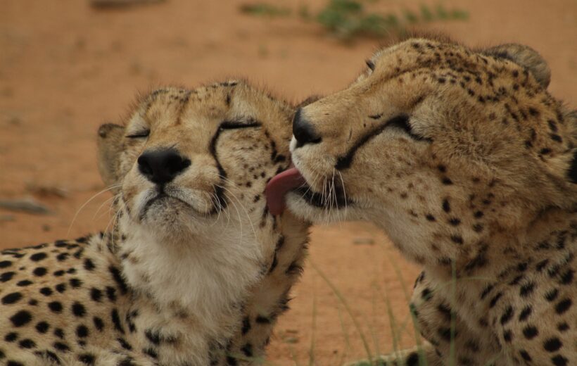 10-Day Tanzania Northern Circuit Safari Adventure