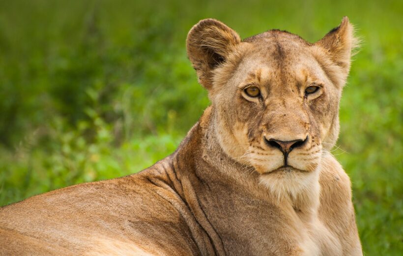 10-Day Private Budget Safari Game Drive & Zanzibar Beach Escape